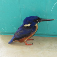 Azure Kingfisher